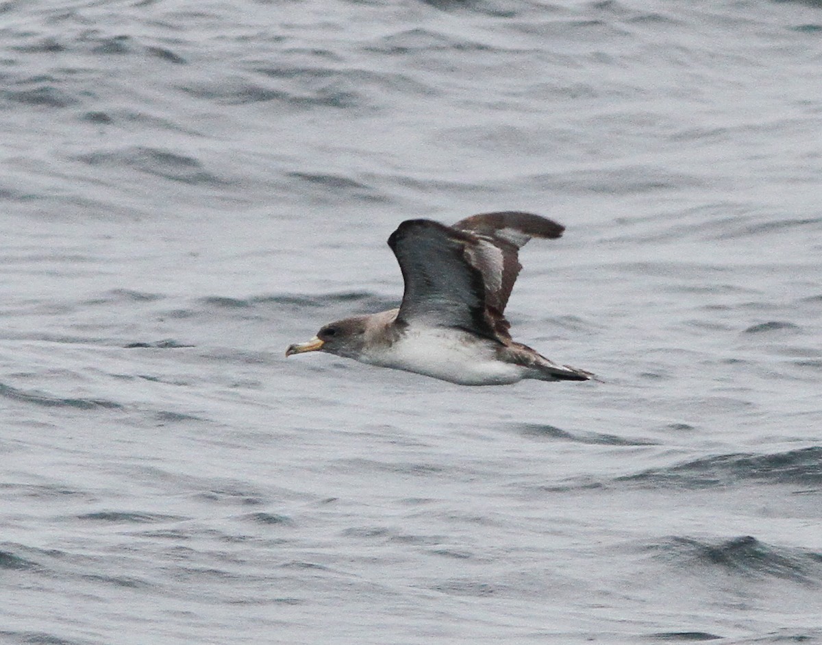 Atlantik Boz Yelkovanı - ML646156163