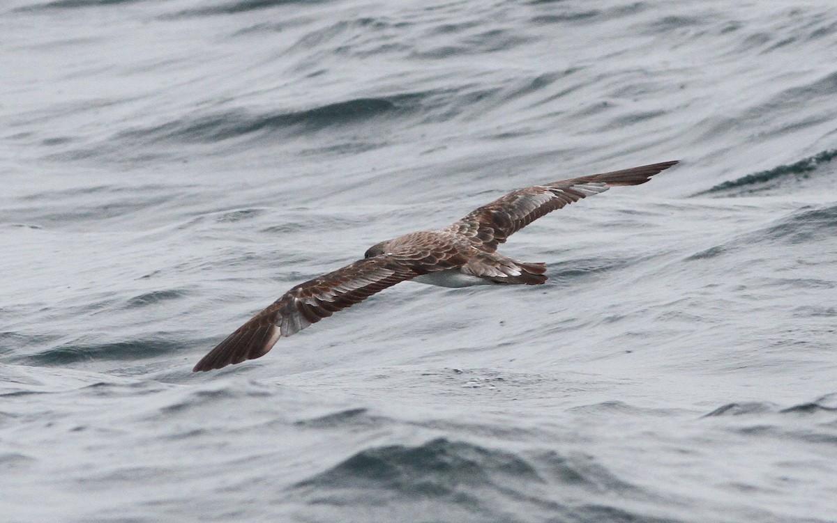 Atlantik Boz Yelkovanı - ML646156164