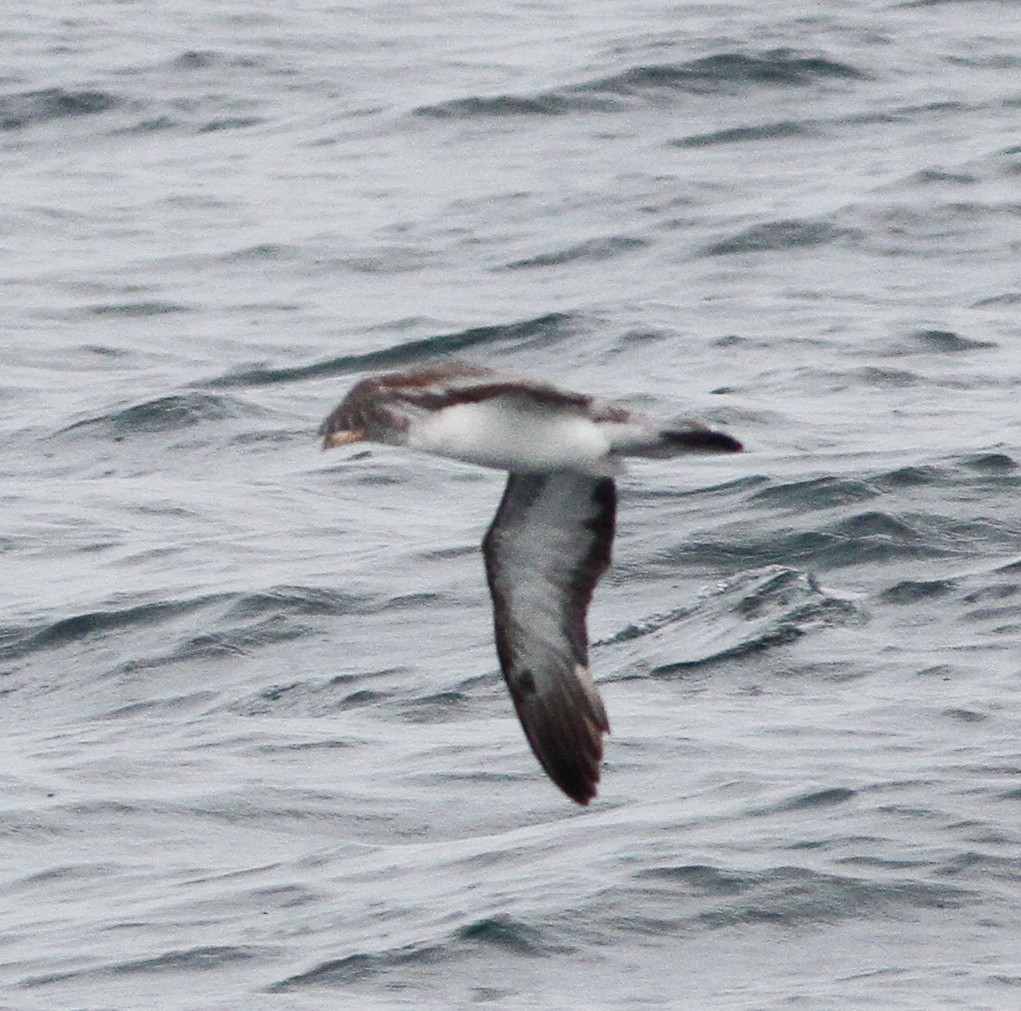 Atlantik Boz Yelkovanı - ML646156166