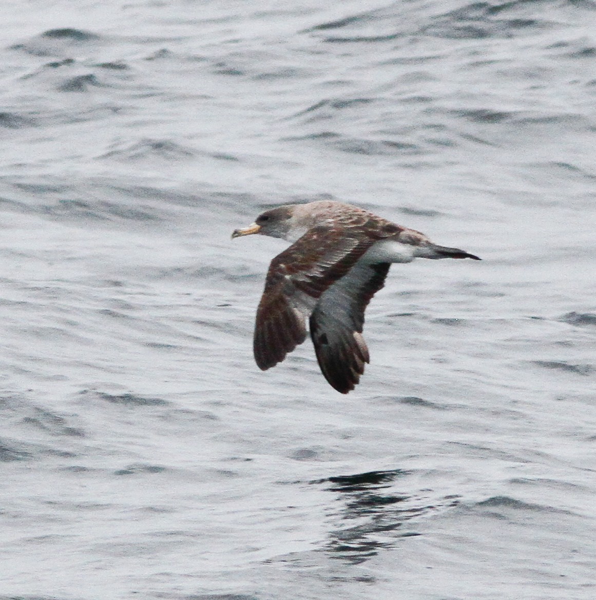 Atlantik Boz Yelkovanı - ML646156167