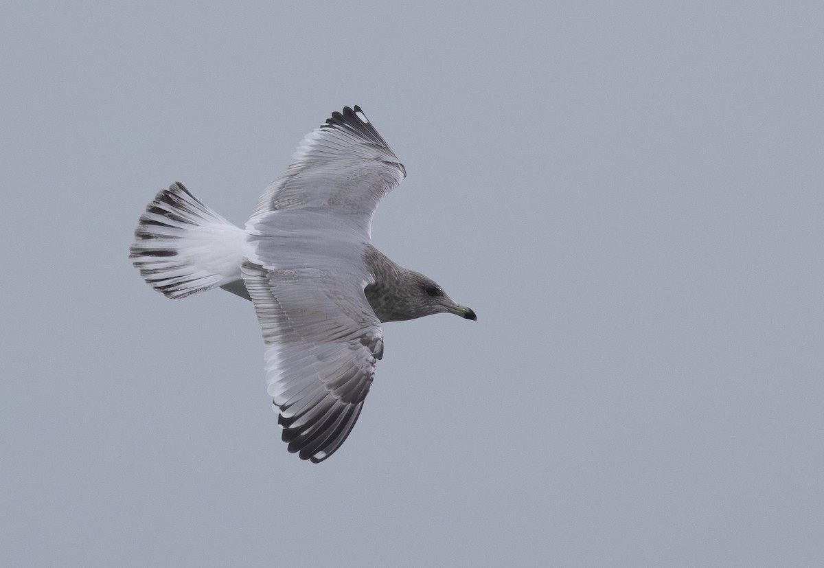 Iceland Gull (Thayer's) - ML646156174