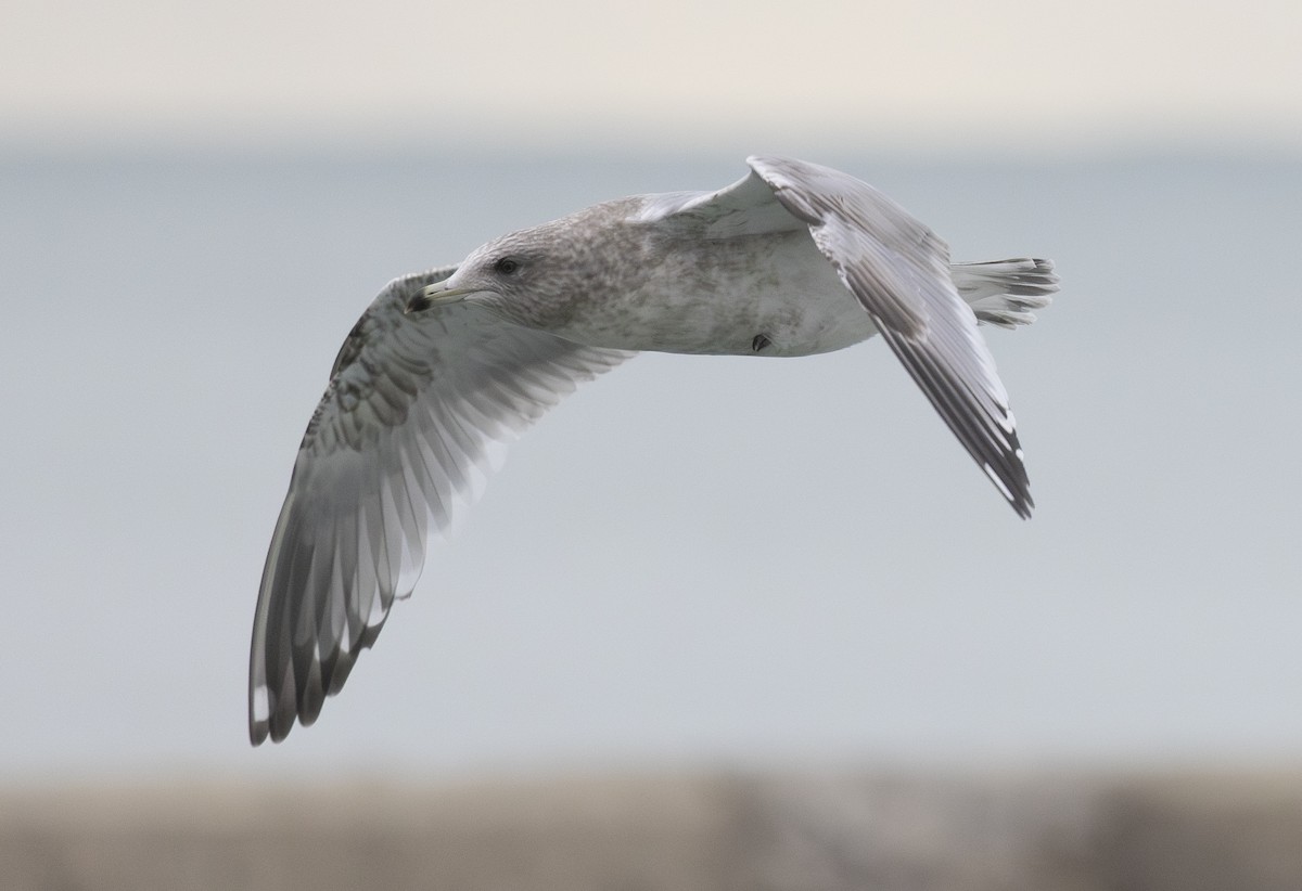 Iceland Gull (Thayer's) - ML646156176