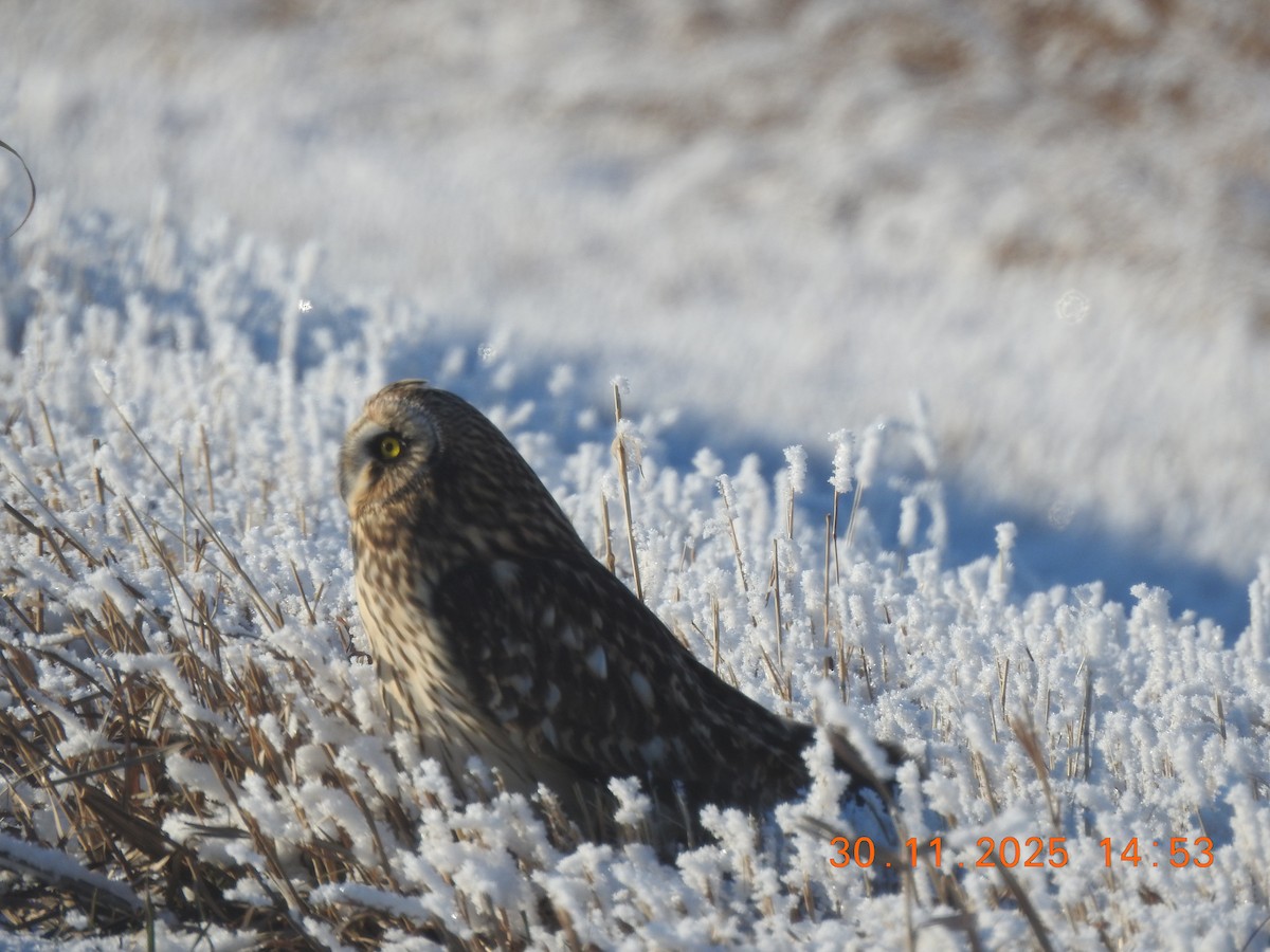 Short-eared Owl - ML646156179