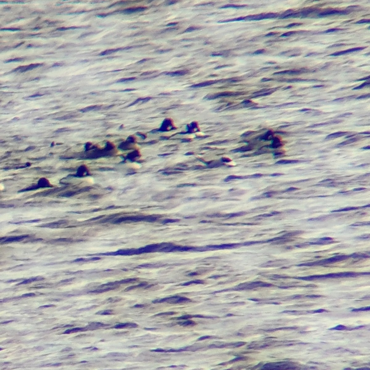 hoholka lední - ML646156186