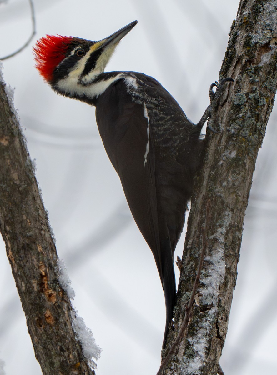 Pileated Woodpecker - ML646156187