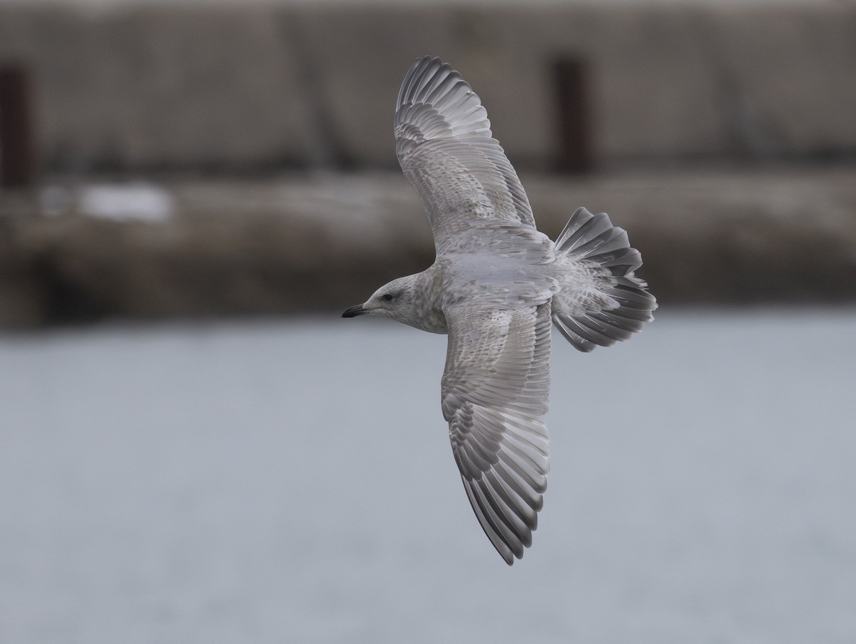 Iceland Gull (Thayer's) - ML646156189