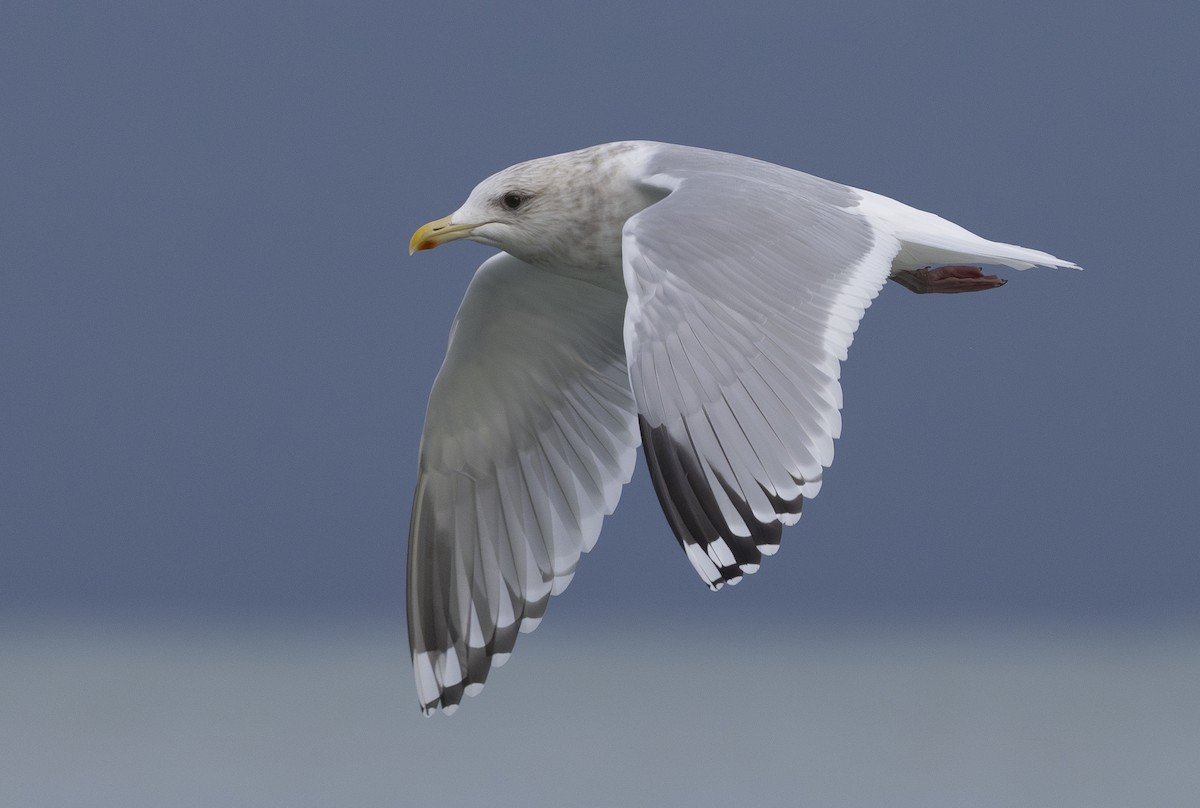 Iceland Gull (Thayer's) - ML646156190
