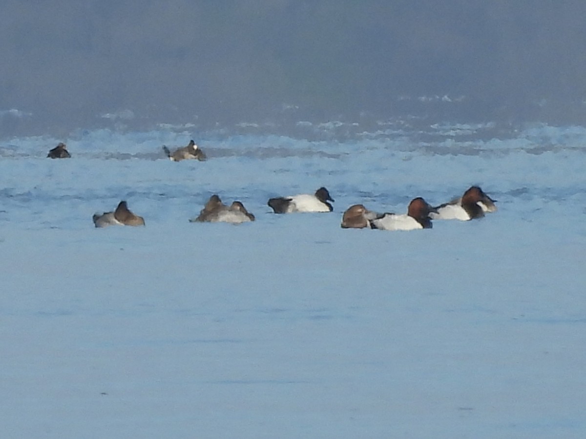 Canvasback - ML646156191