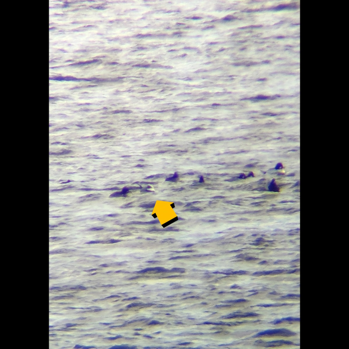 hoholka lední - ML646156192