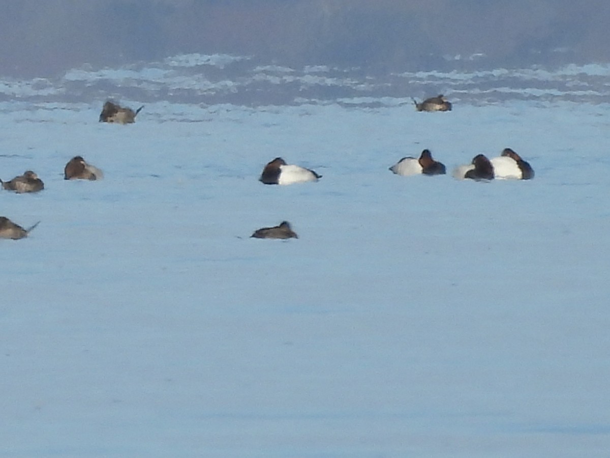 Canvasback - ML646156193