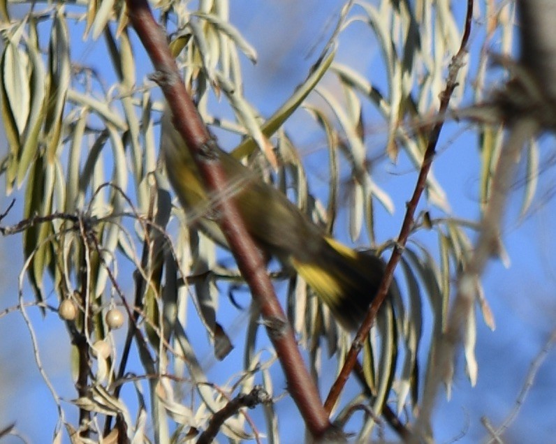 American Redstart - ML646156199
