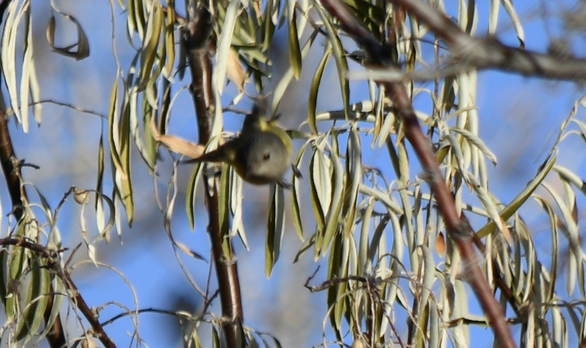 American Redstart - ML646156200