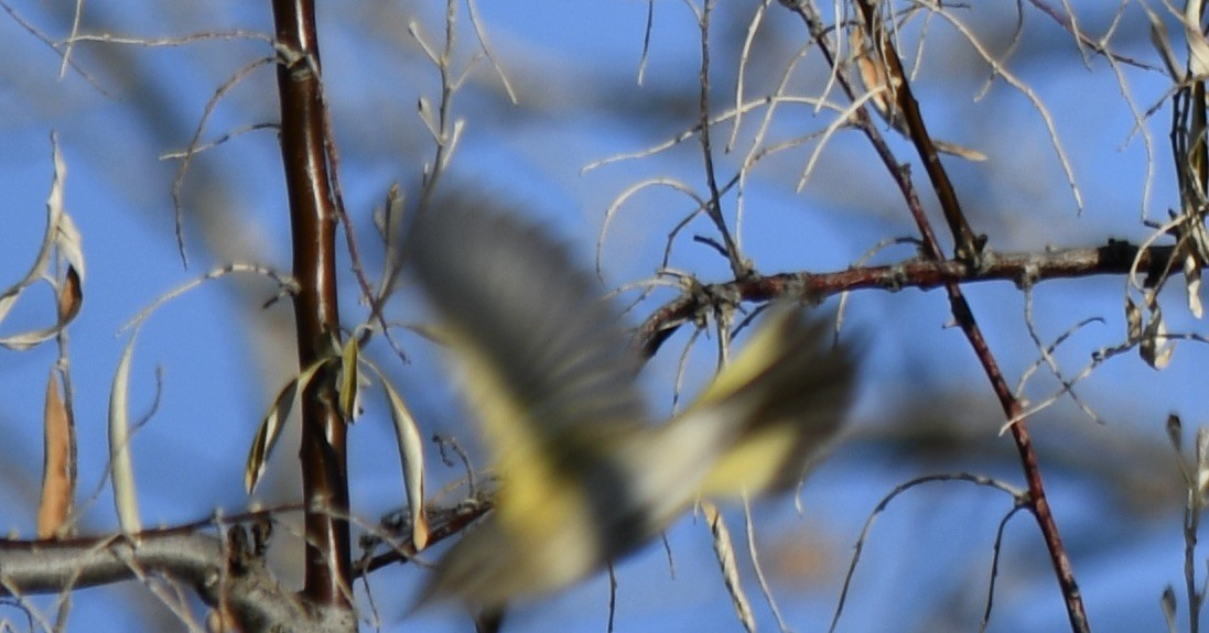 American Redstart - ML646156201