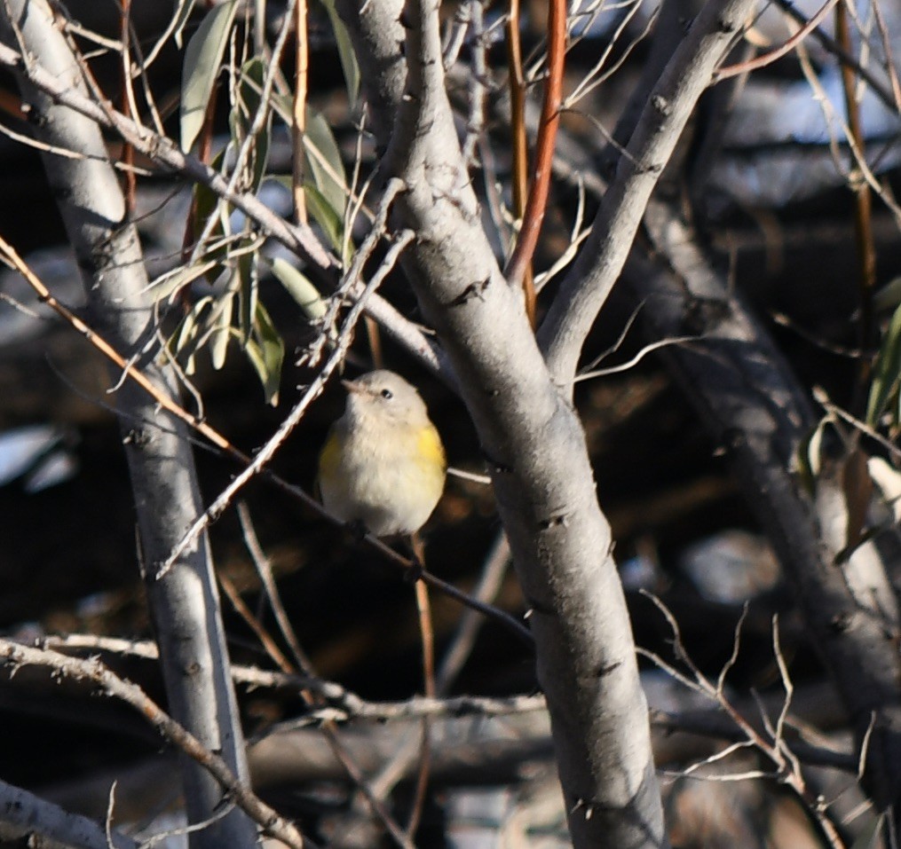 American Redstart - ML646156202