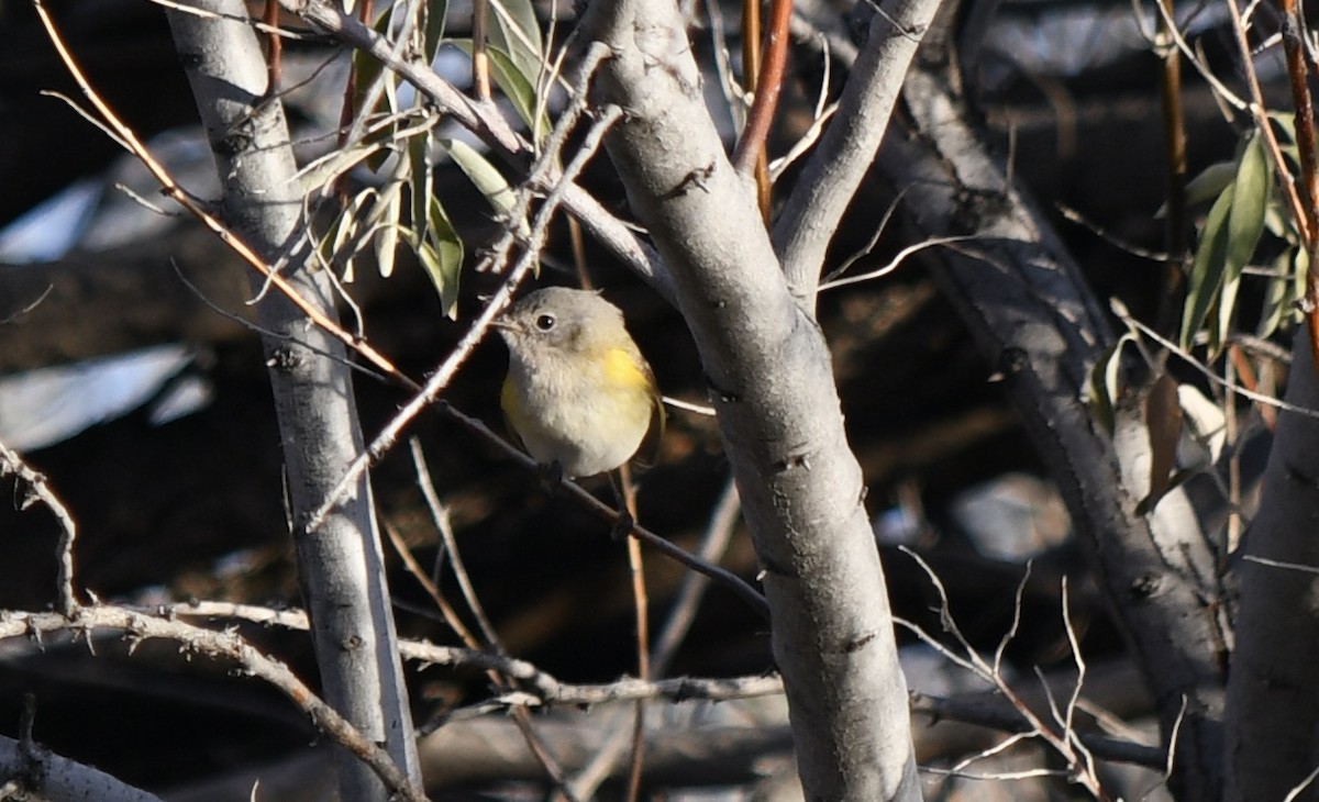 American Redstart - ML646156203