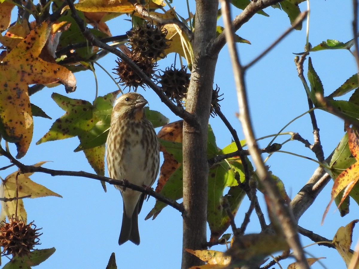 Purple Finch - ML646156211