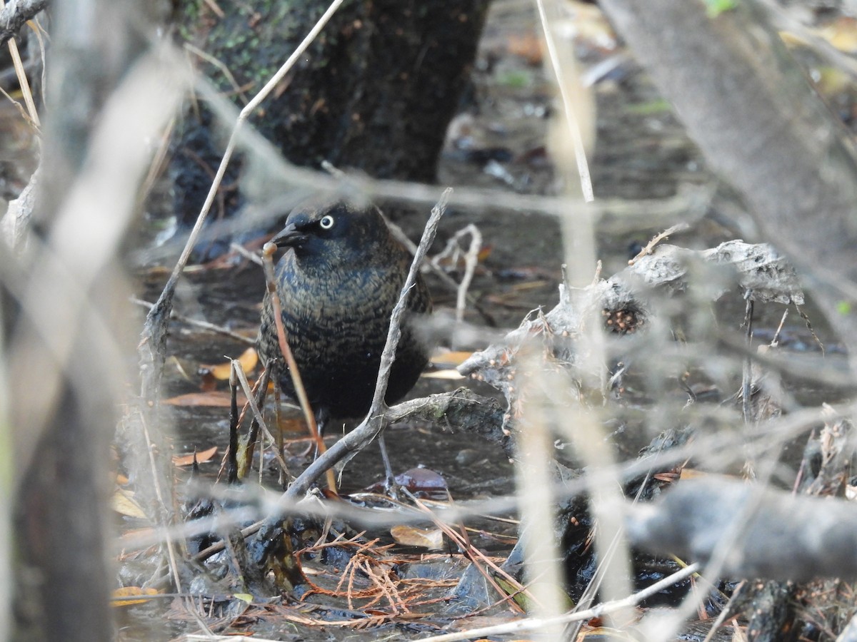 kanadatrupial - ML646156214