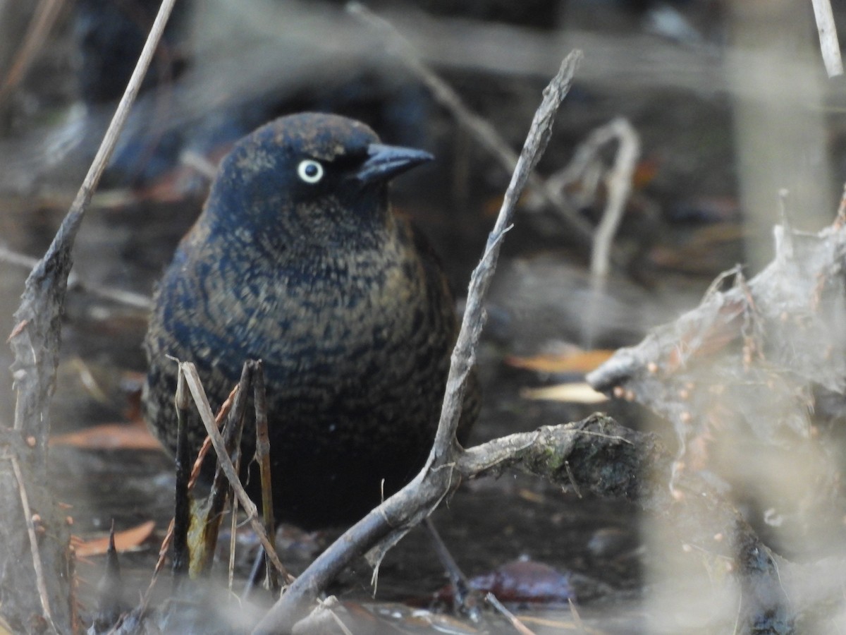 kanadatrupial - ML646156218