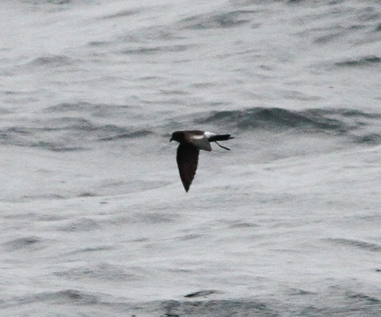 Sarı Ayaklı Fırtınakırlangıcı - ML646156219