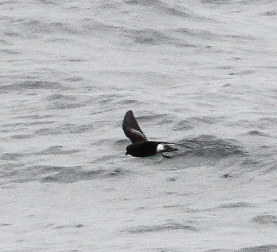 Sarı Ayaklı Fırtınakırlangıcı - ML646156220