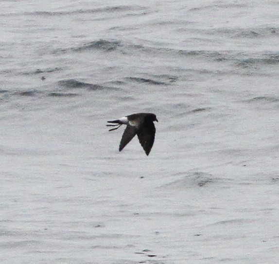 Sarı Ayaklı Fırtınakırlangıcı - ML646156221