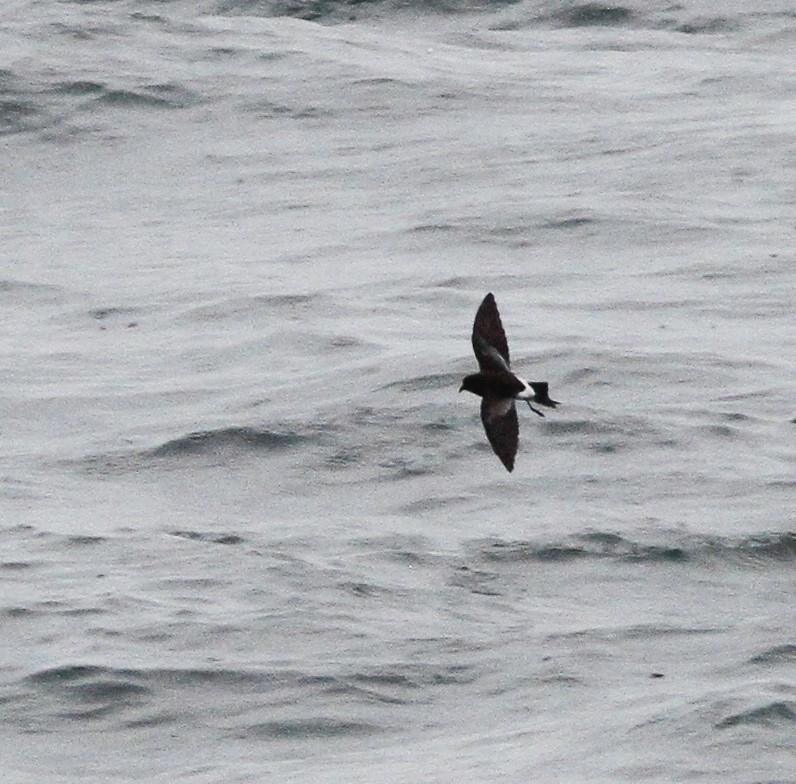 Sarı Ayaklı Fırtınakırlangıcı - ML646156222