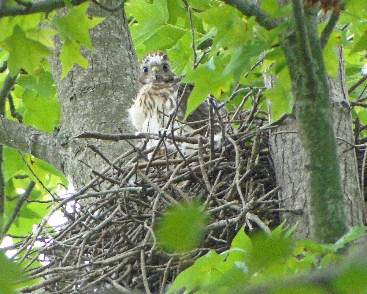 Cooper's Hawk - ML646156223