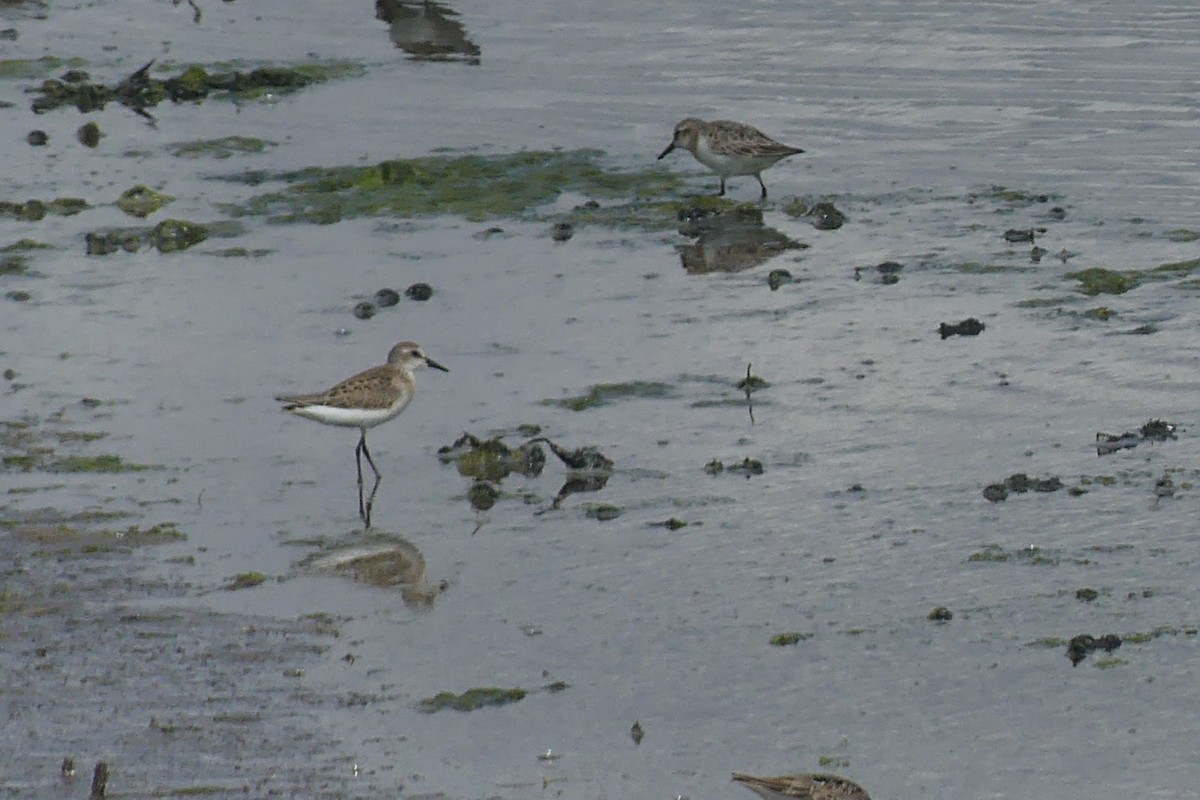 Semipalmated Sandpiper - ML646156232