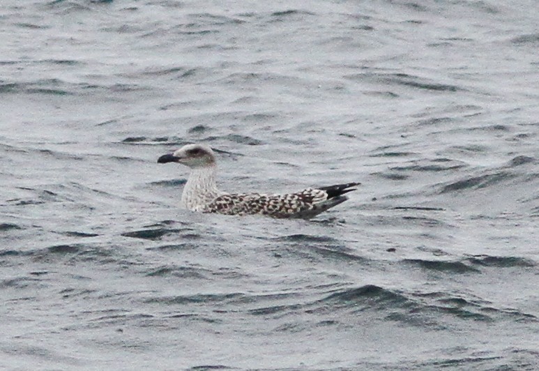 Büyük Kara Sırtlı Martı - ML646156234