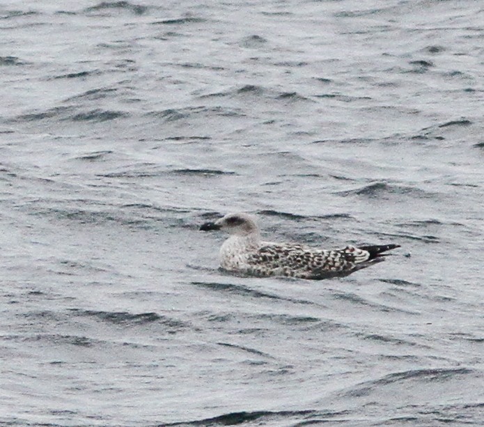 Büyük Kara Sırtlı Martı - ML646156235