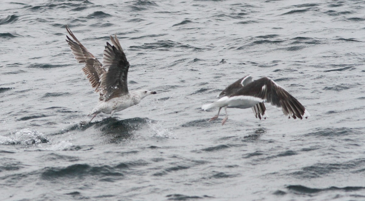 Büyük Kara Sırtlı Martı - ML646156245