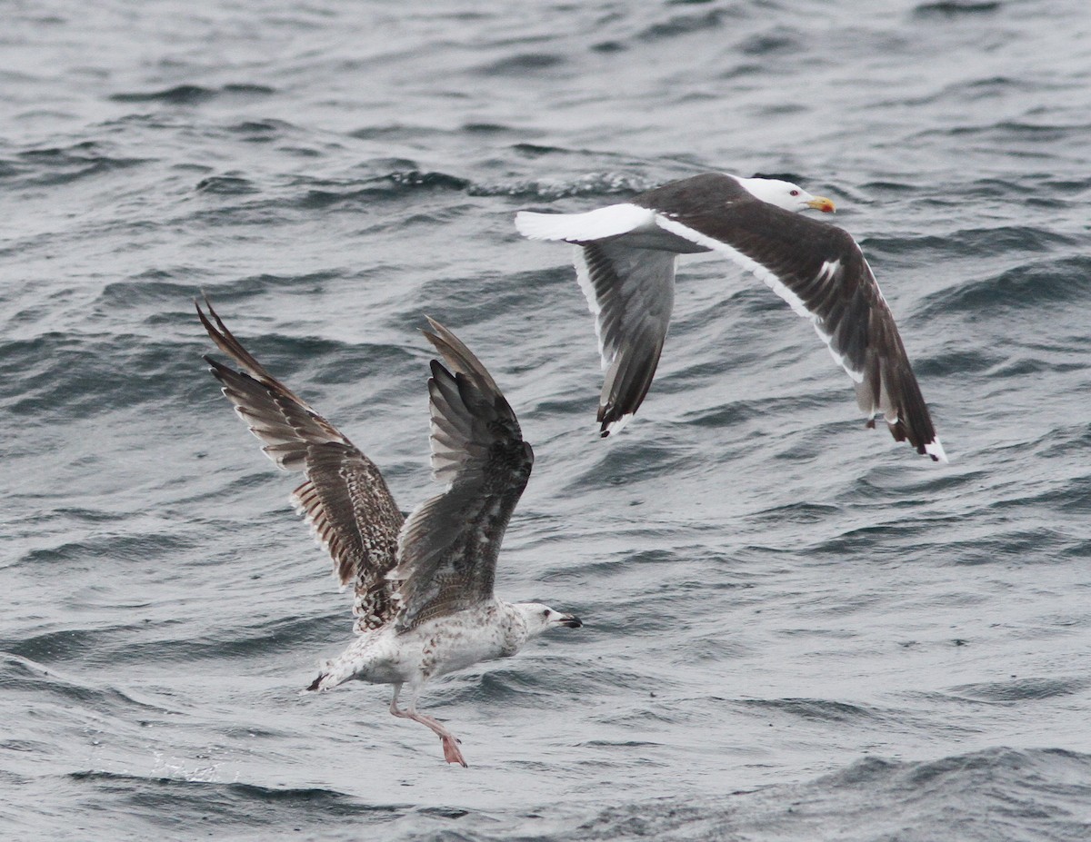 Büyük Kara Sırtlı Martı - ML646156246