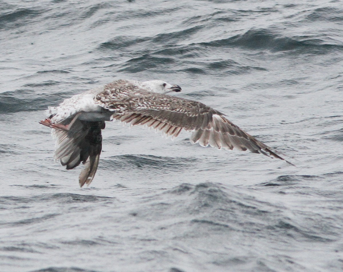 Büyük Kara Sırtlı Martı - ML646156247