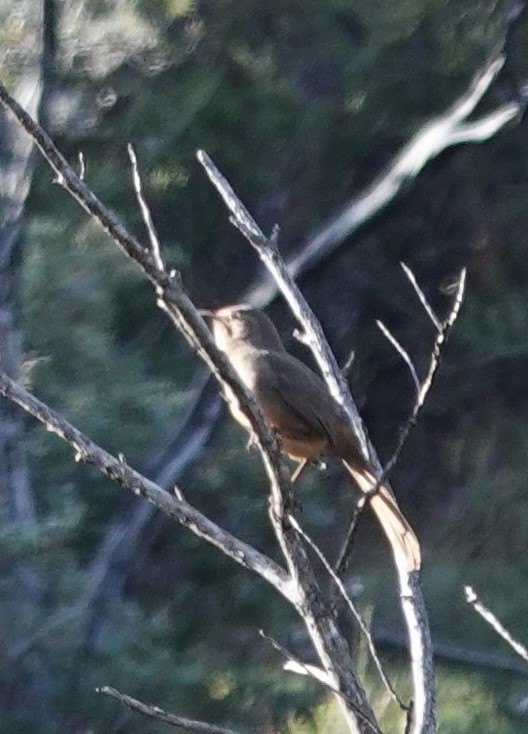 California Thrasher - ML646156257
