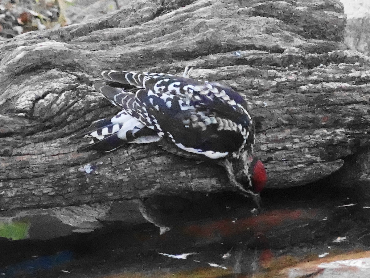 Red-naped Sapsucker - ML646156258