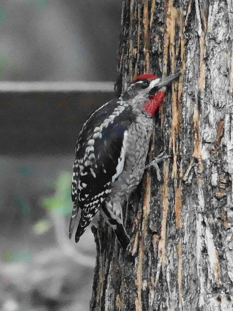 Red-naped Sapsucker - ML646156259