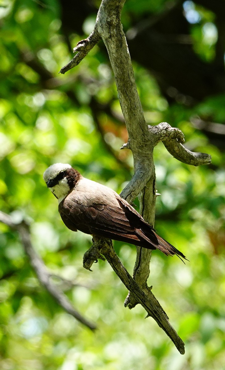 Weißscheitelwürger - ML646156266