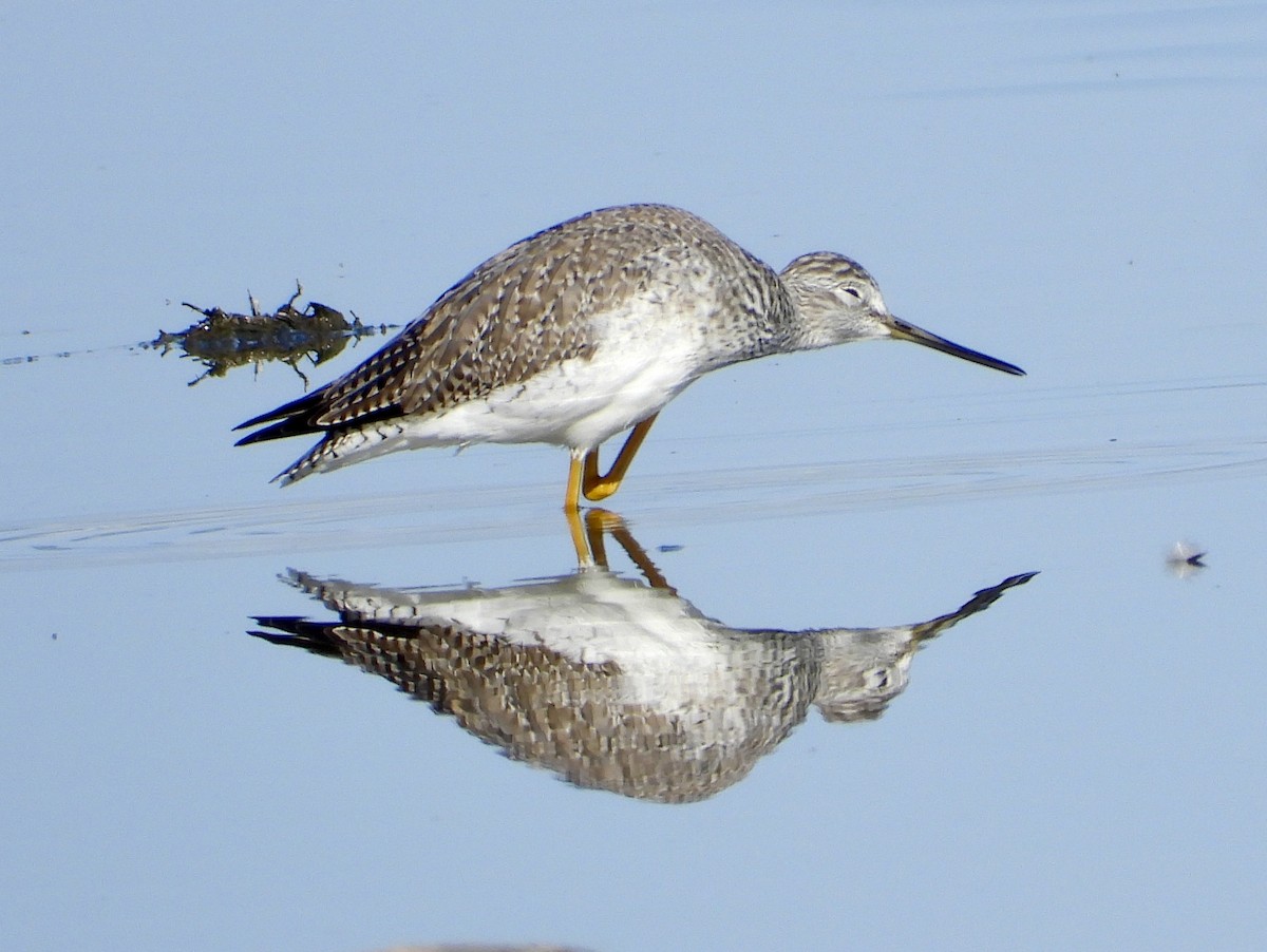 Tüpfelgelbschenkel - ML646156267