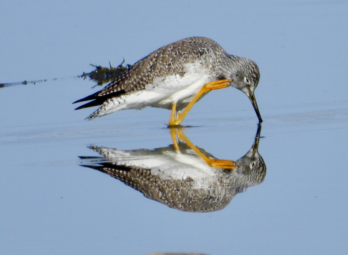 Tüpfelgelbschenkel - ML646156268