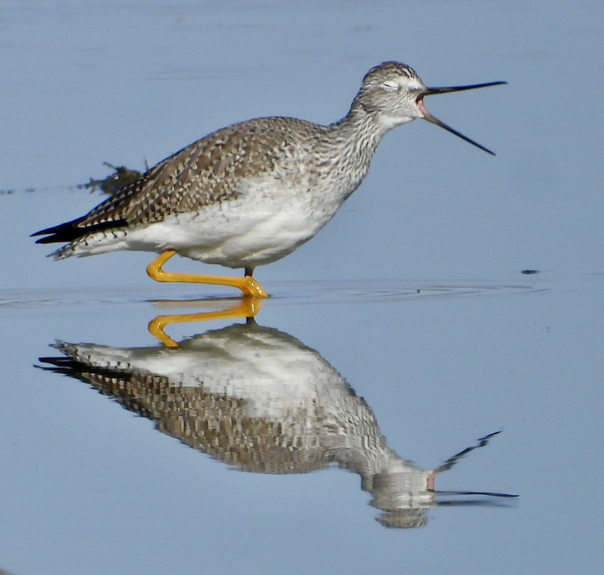 Tüpfelgelbschenkel - ML646156269