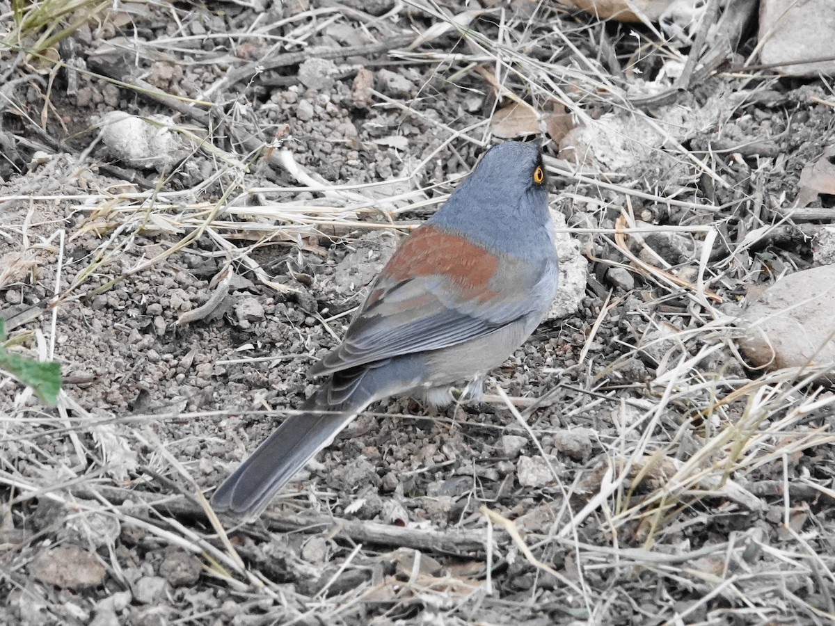 Yellow-eyed Junco - ML646156273