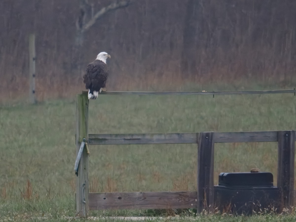 Bald Eagle - ML646156276