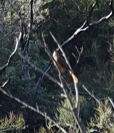 California Thrasher - ML646156279