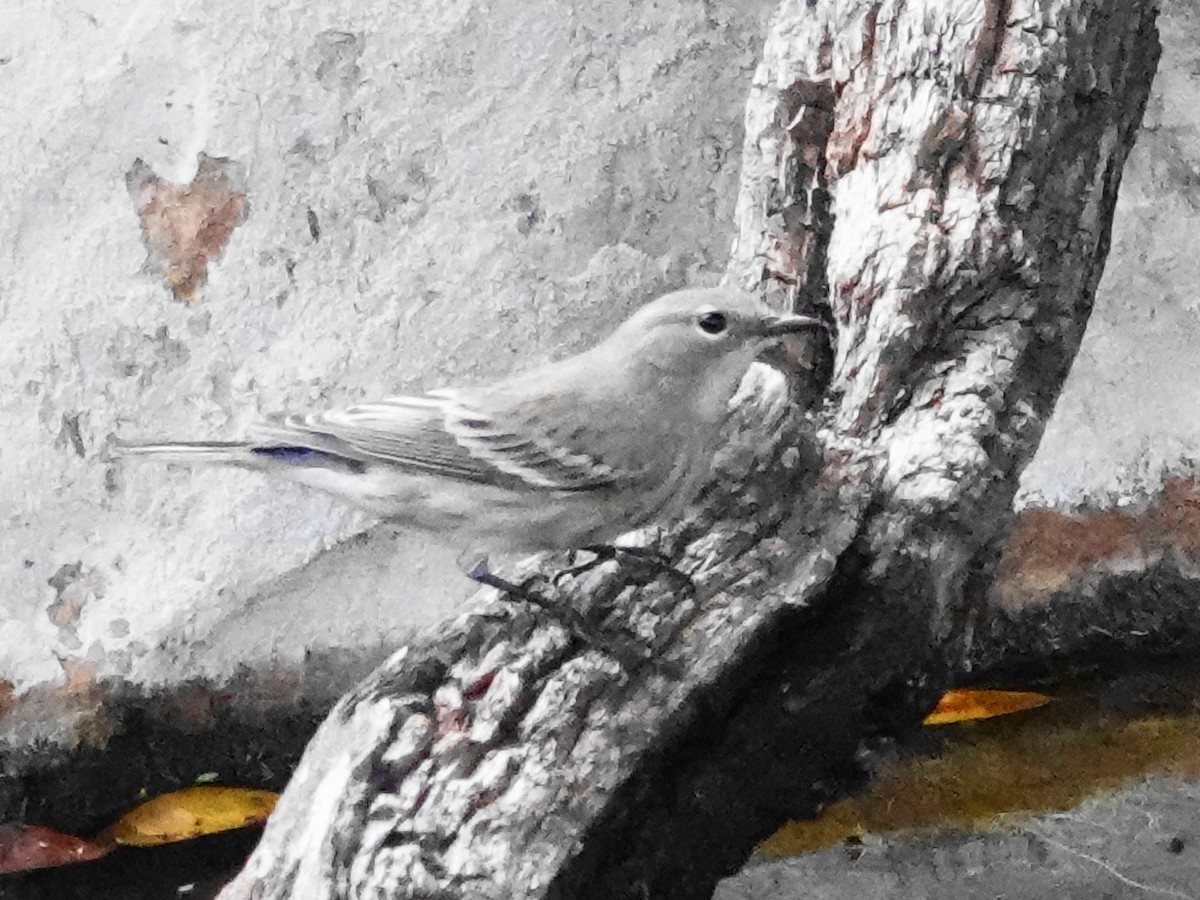 Yellow-rumped Warbler - ML646156280