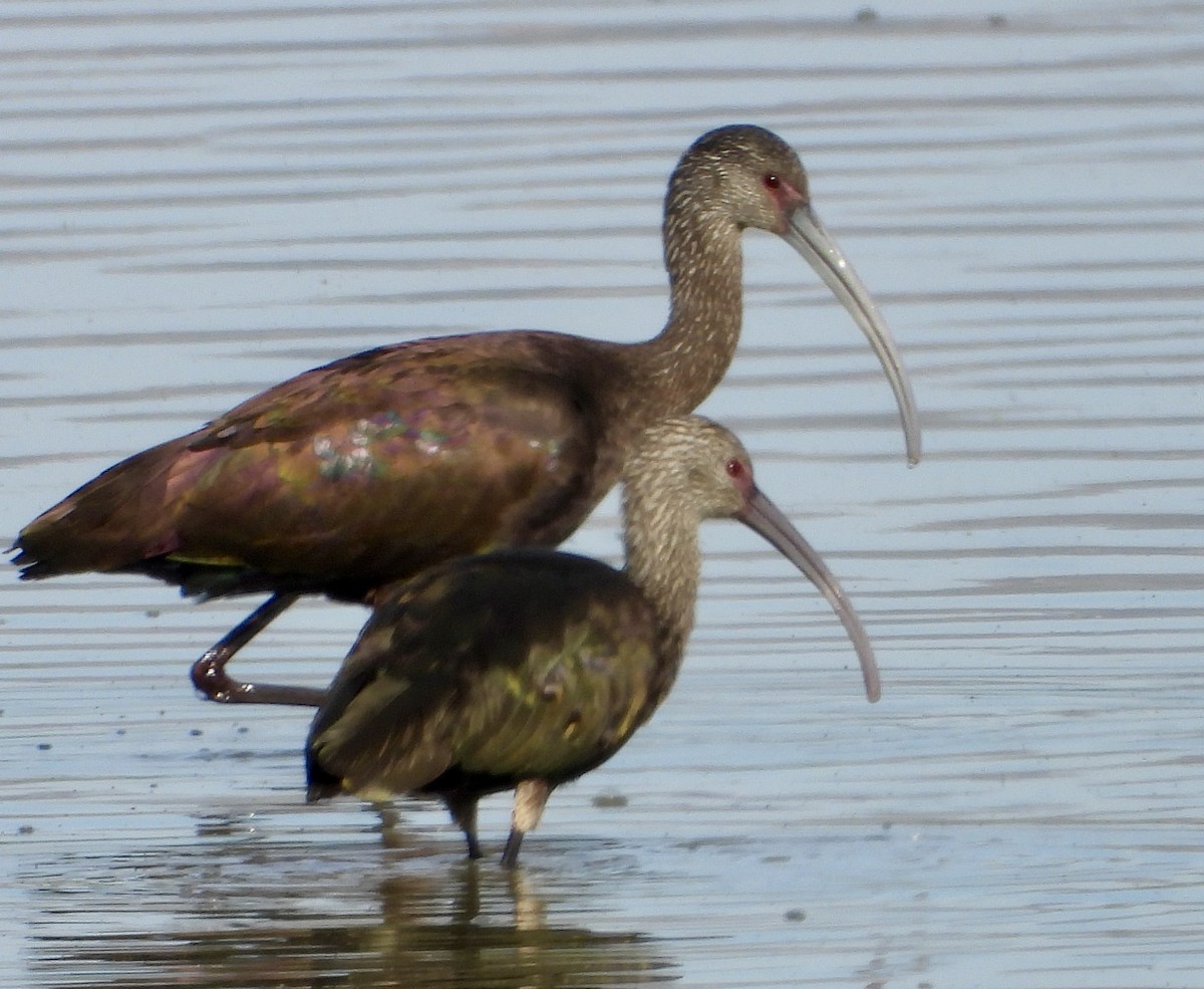 White-faced Ibis - ML646156281