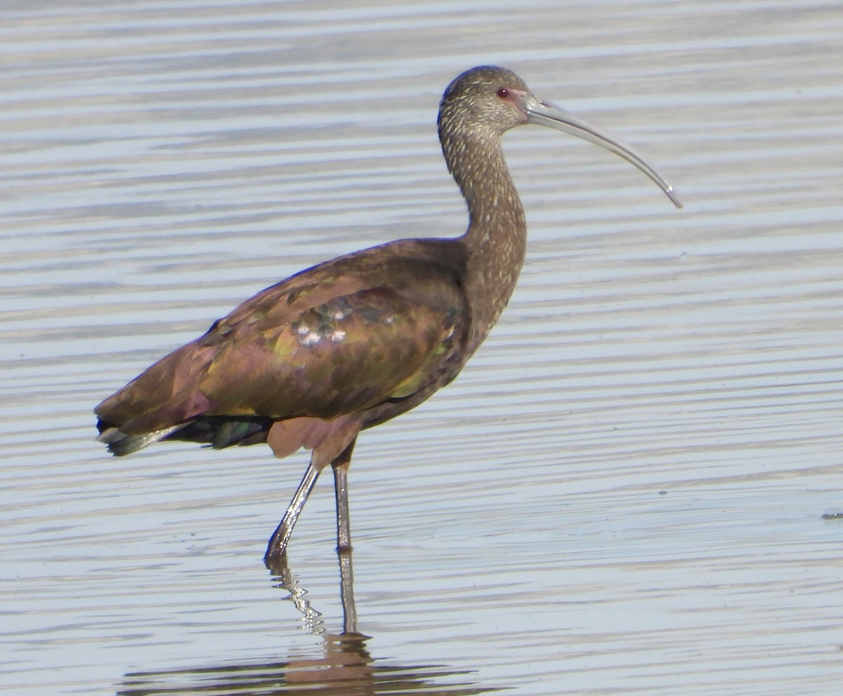 White-faced Ibis - ML646156282
