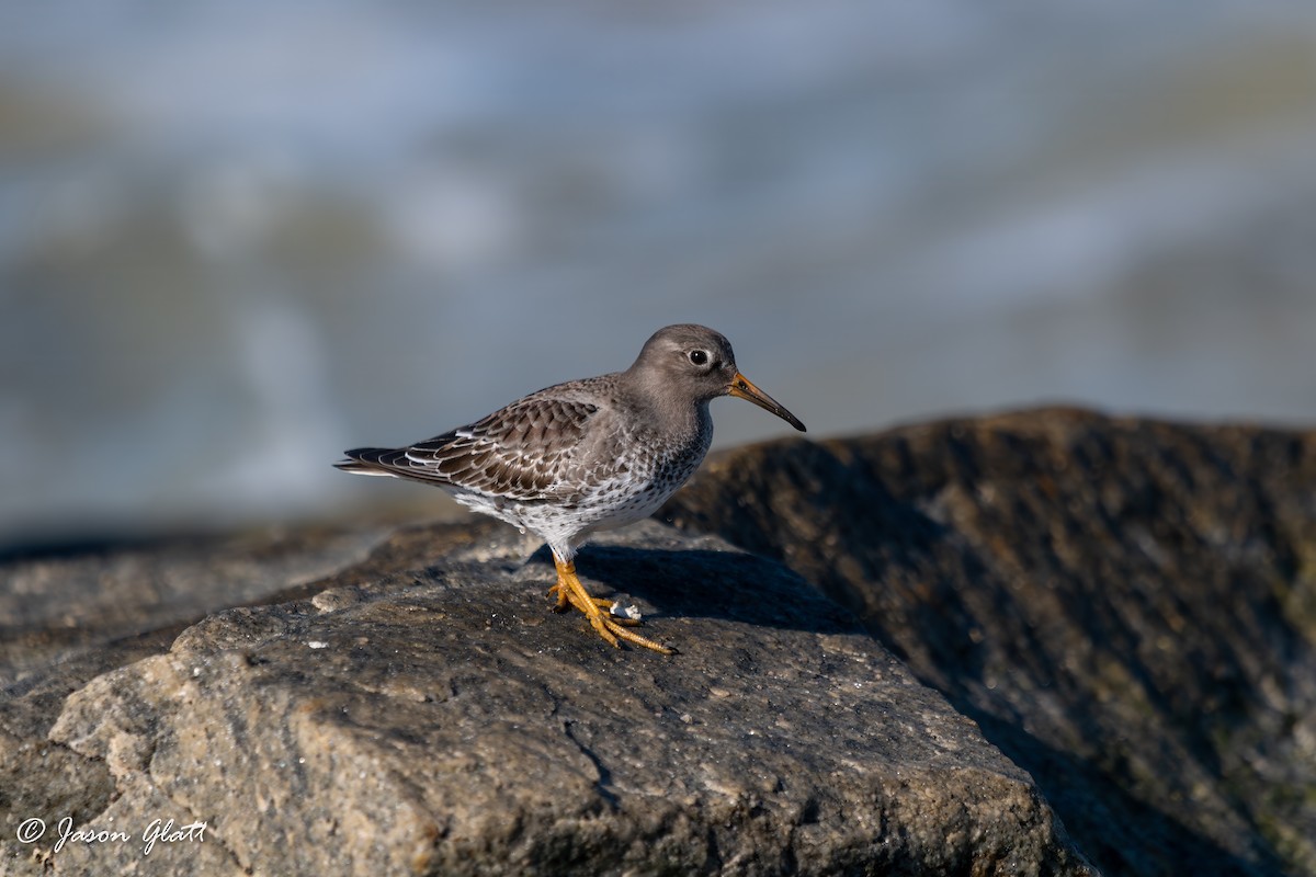 Purple Sandpiper - ML646156283