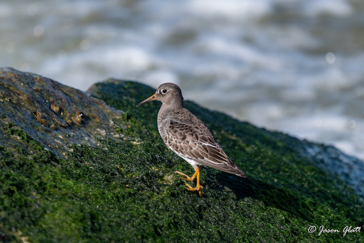 Purple Sandpiper - ML646156284