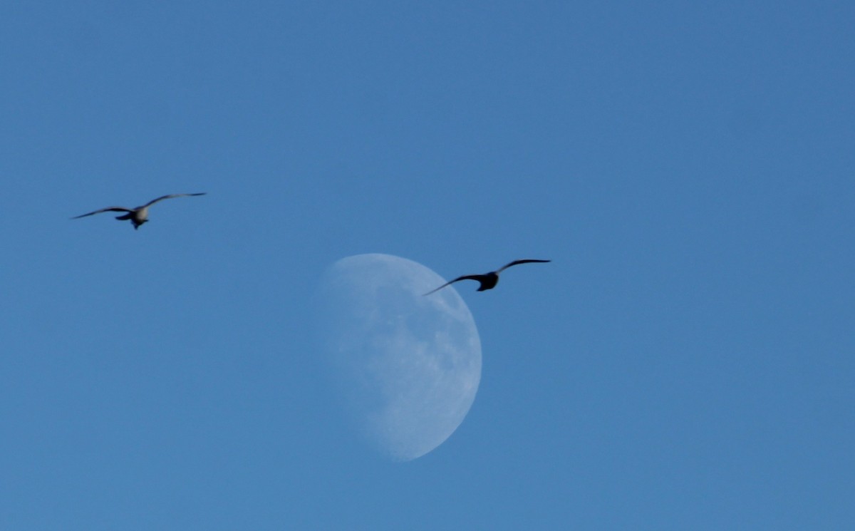 gull sp. - ML646156285