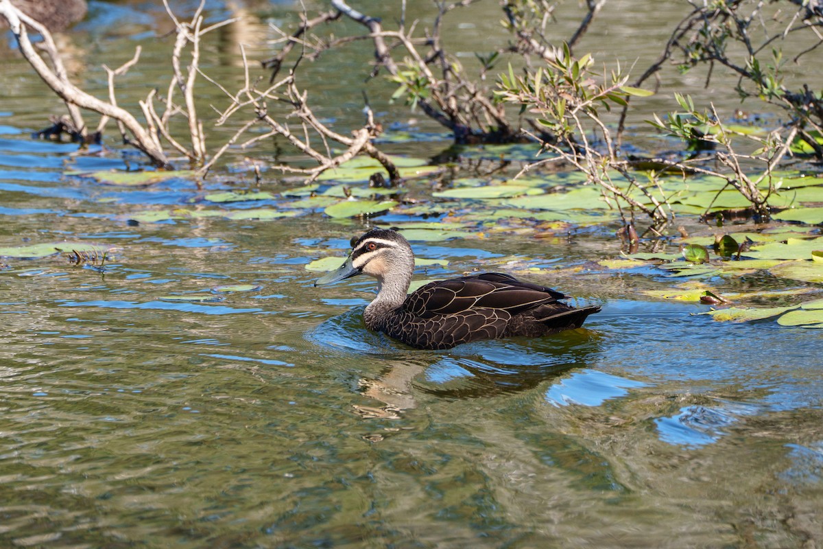 Pacific Black Duck - ML646156294